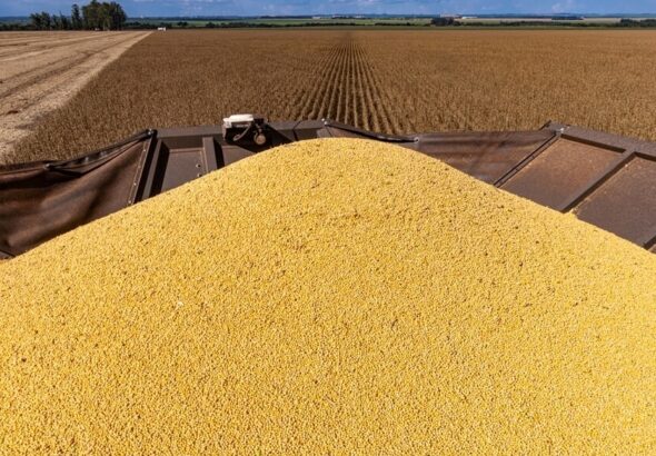 Soja argentina: el hallazgo científico que puede abrir nuevas oportunidades comerciales