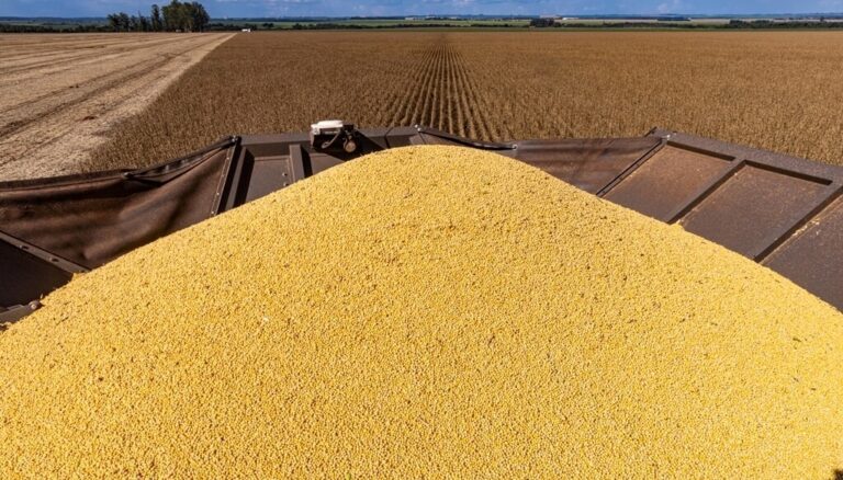Soja argentina: el hallazgo científico que puede abrir nuevas oportunidades comerciales Soja argentina: el hallazgo científico que puede abrir nuevas oportunidades comerciales