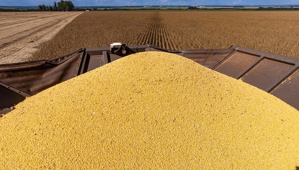 Soja argentina: el hallazgo científico que puede abrir nuevas oportunidades comerciales Soja argentina: el hallazgo científico que puede abrir nuevas oportunidades comerciales