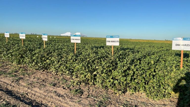 La soja dejó su marca: con techos de 5.900 kg/ha en zona núcleo, ¿cuáles fueron los cultivares más rendidores?
