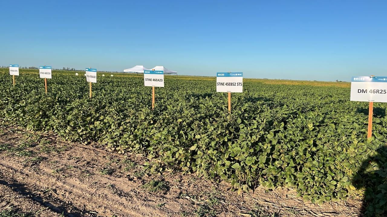 La soja dejó su marca: con techos de 5.900 kg/ha en zona núcleo, ¿cuáles fueron los cultivares más rendidores? La soja dejó su marca: con techos de 5.900 kg/ha en zona núcleo, ¿cuáles fueron los cultivares más rendidores?