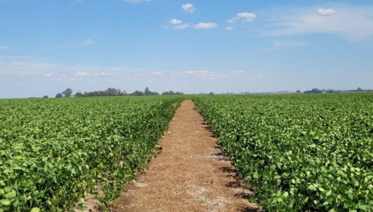 Por el camino de la menor huella de carbono: la agricultura regenerativa se fortalece en Argentina Por el camino de la menor huella de carbono: la agricultura regenerativa se fortalece en Argentina