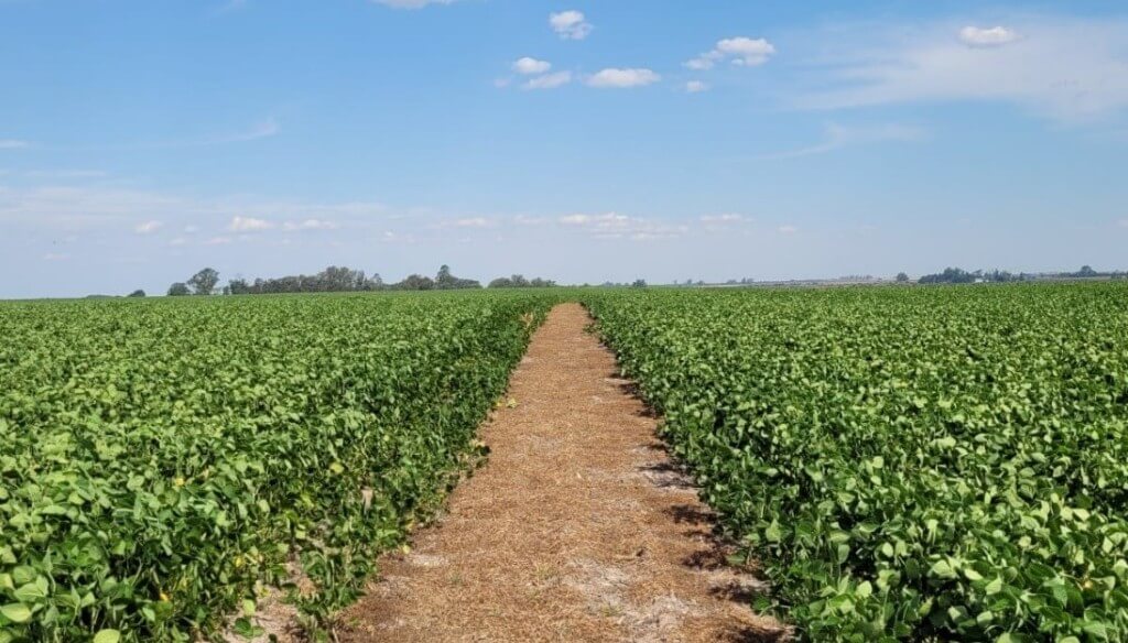 Por el camino de la menor huella de carbono: la agricultura regenerativa se fortalece en Argentina Por el camino de la menor huella de carbono: la agricultura regenerativa se fortalece en Argentina