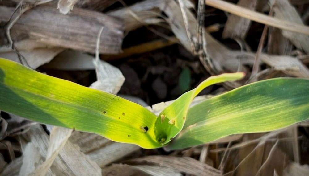Chicharrita del maíz: recomiendan una “veda regional” y no confiarse con el frío, para evitar su proliferación Chicharrita del maíz: recomiendan una “veda regional” y no confiarse con el frío, para evitar su proliferación
