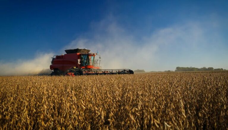 Panorama agrícola: terminó la soja, el maíz volvió a sufrir daños por chicharrita y el trigo sigue repuntando