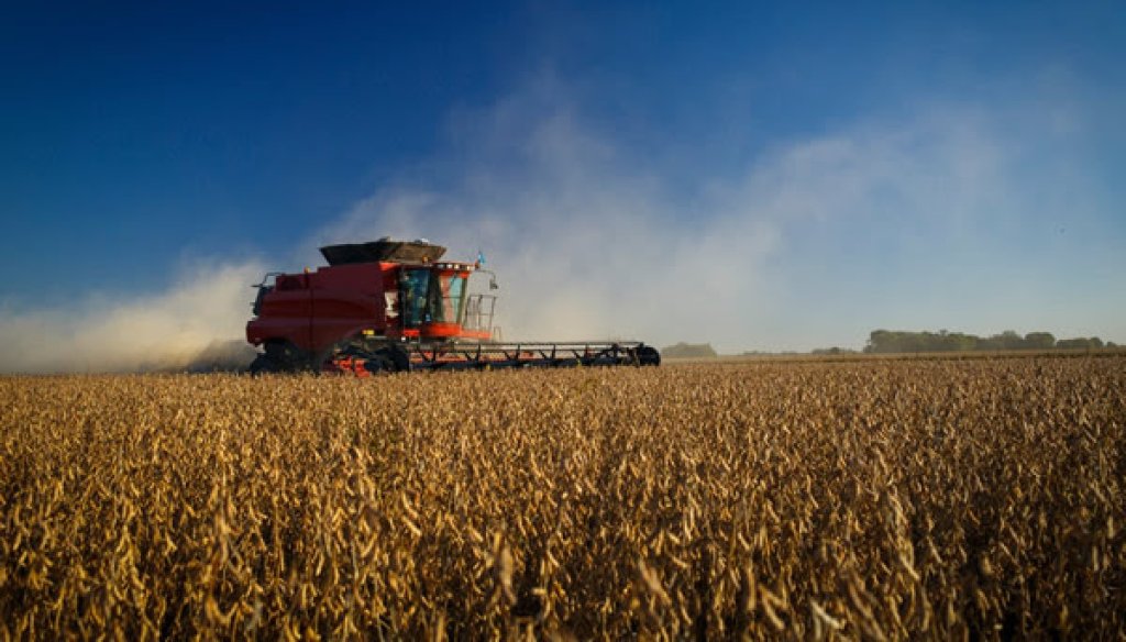 Panorama agrícola: terminó la soja, el maíz volvió a sufrir daños por chicharrita y el trigo sigue repuntando Panorama agrícola: terminó la soja, el maíz volvió a sufrir daños por chicharrita y el trigo sigue repuntando