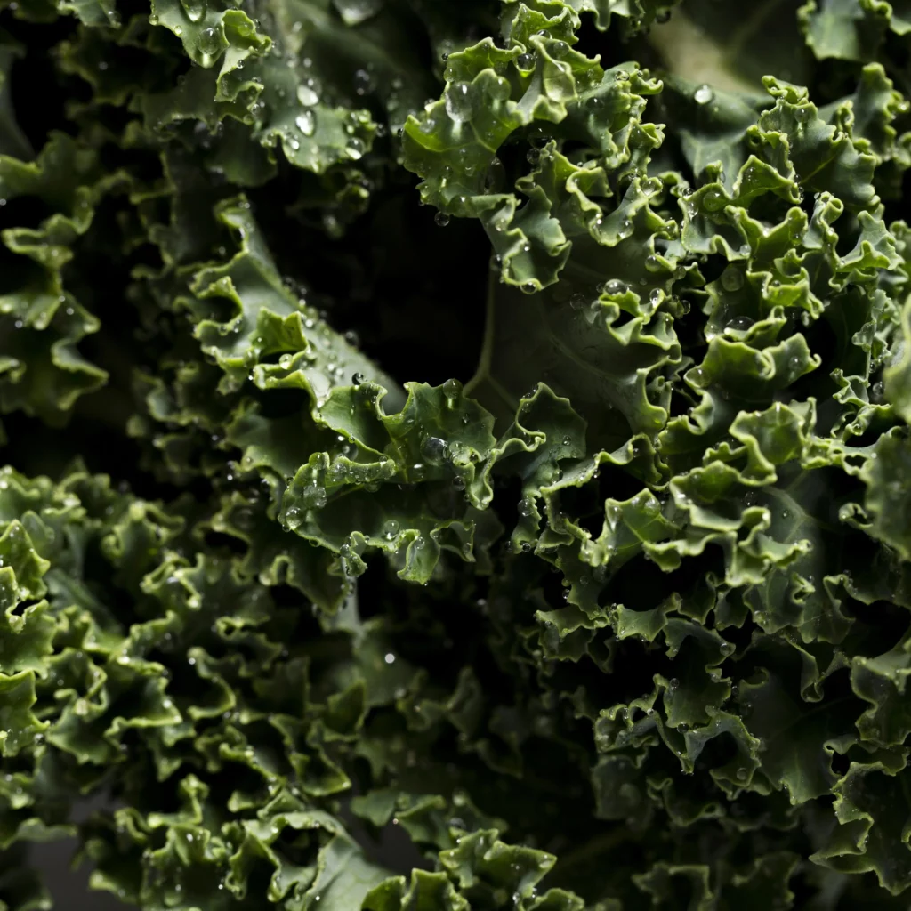 Kale beneficios nutrientes huesos memoria