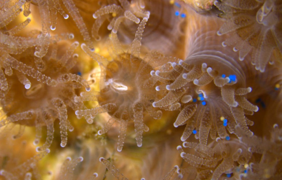 El ácido en los océanos acabaría con los arrecifes de coral en 30 años