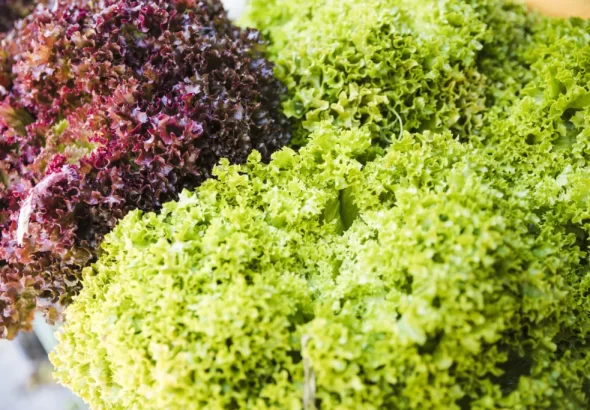 Kale: la verdura rica en calcio que fortalece los huesos y mejora la memoria Kale: la verdura rica en calcio que fortalece los huesos y mejora la memoria