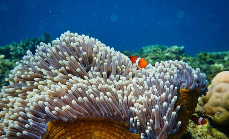 La Barrera de Coral de Belice: sello de orgullo y conservación