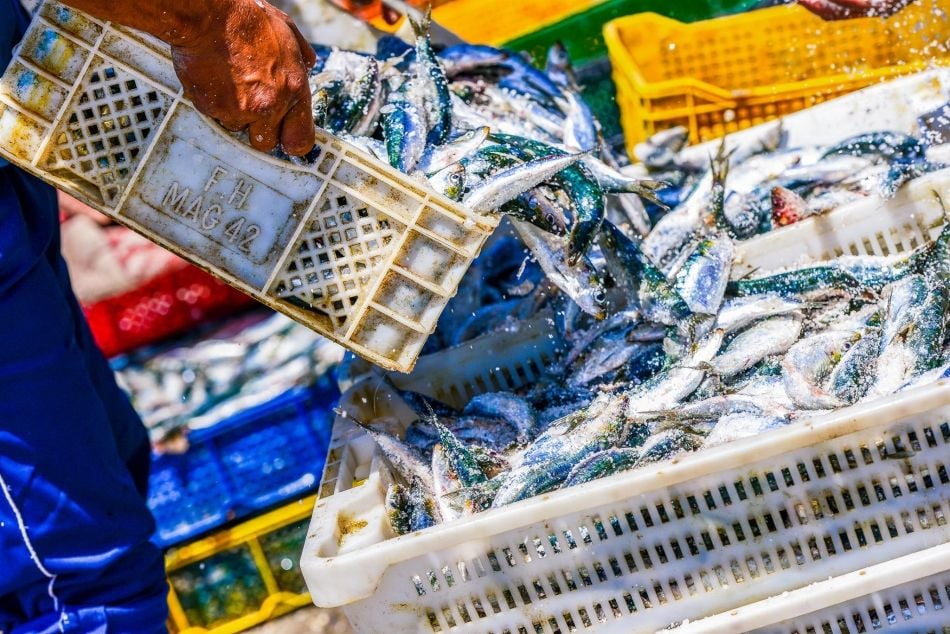 El consumo de pescado casi se ha duplicado desde la década de 1960. Nuestra demanda de alimentos del mar aumenta, a pesar de que estos recursos están cada vez más amenazados. ©Pixinoo/shutterstock.com