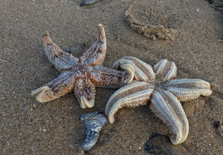 Estrellas de mar en laboratorio para salvar bosques marinos