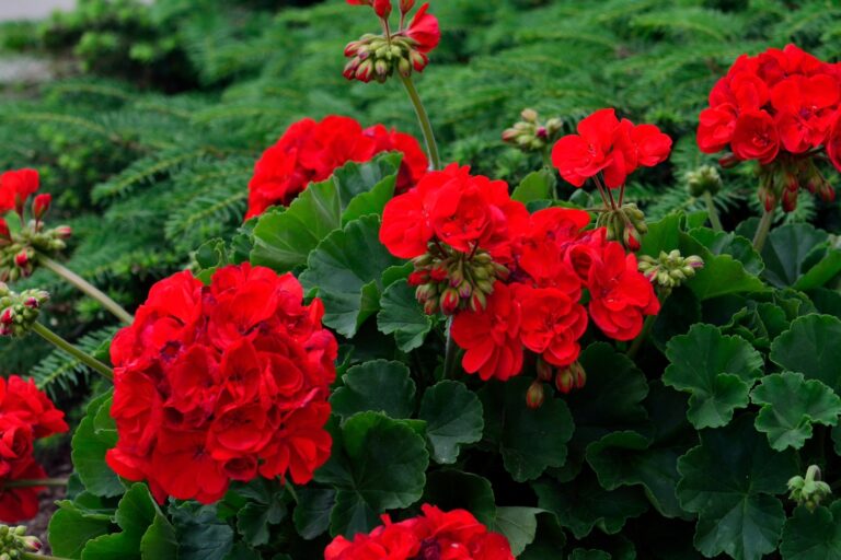 NATURALEZA JARDIN GERANIO